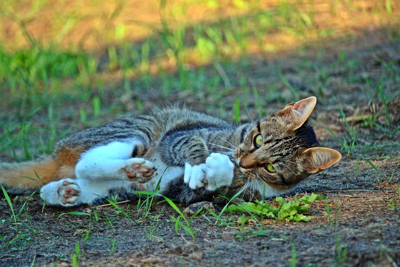 磁力猫最新版链接探索与警示，最新地址链接揭秘！