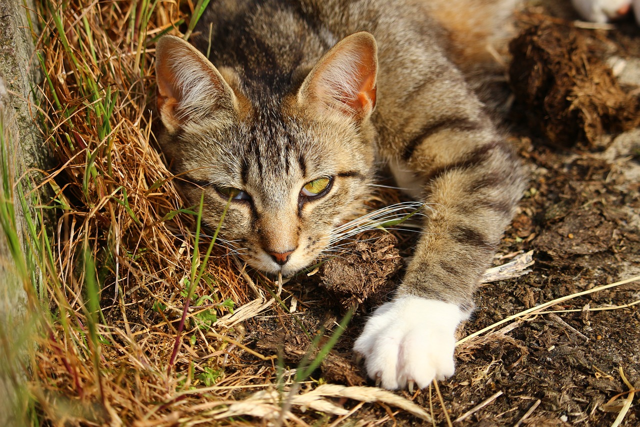 磁力猫最新版地址及其相关行为的法律探讨